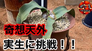 【実生チャレンジ】世界三大　珍奇植物　奇想天外（ウェルウィッチア）