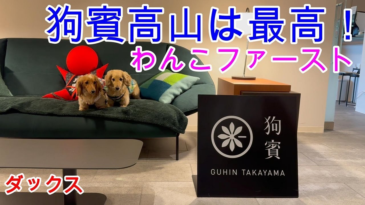 狗賓高山は最高だったよ！ わんこファースト ミニチュアダックスフンド 多頭飼い ４歳／１歳【ちゃんねるナッツ】vol.262