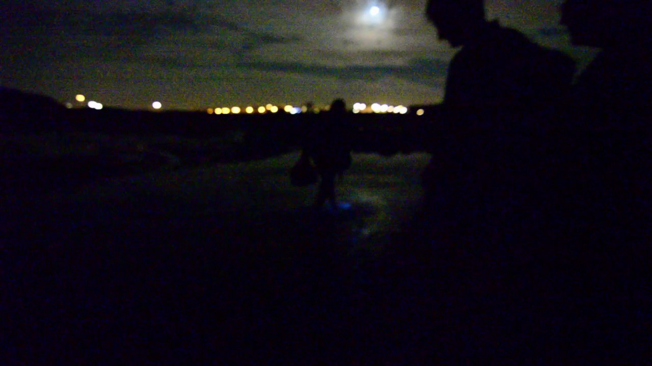 Zeevonk, Katwijk 7 July 2017