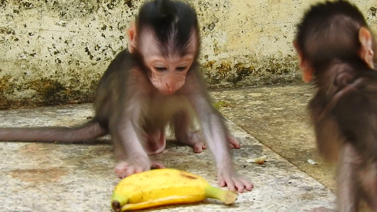 Wow Baby Monkey Cory and Minny Really prettyVery pretty