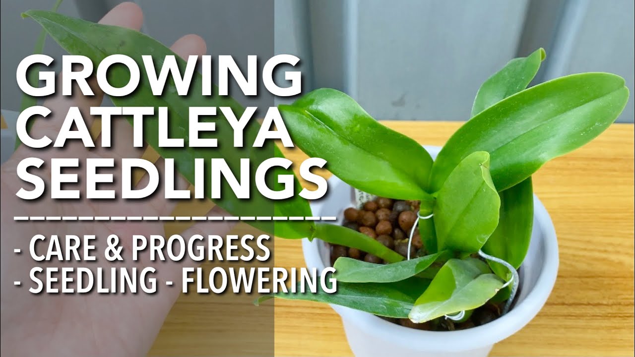 CATTLEYA ORCHID SEEDLINGS CARE | How To Care for Cattleya Seedlings