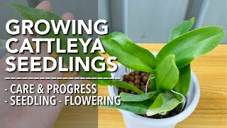 CATTLEYA ORCHID SEEDLINGS CARE | How To Care for Cattleya Seedlings | Paano Mag-Alaga ng Cattleya News