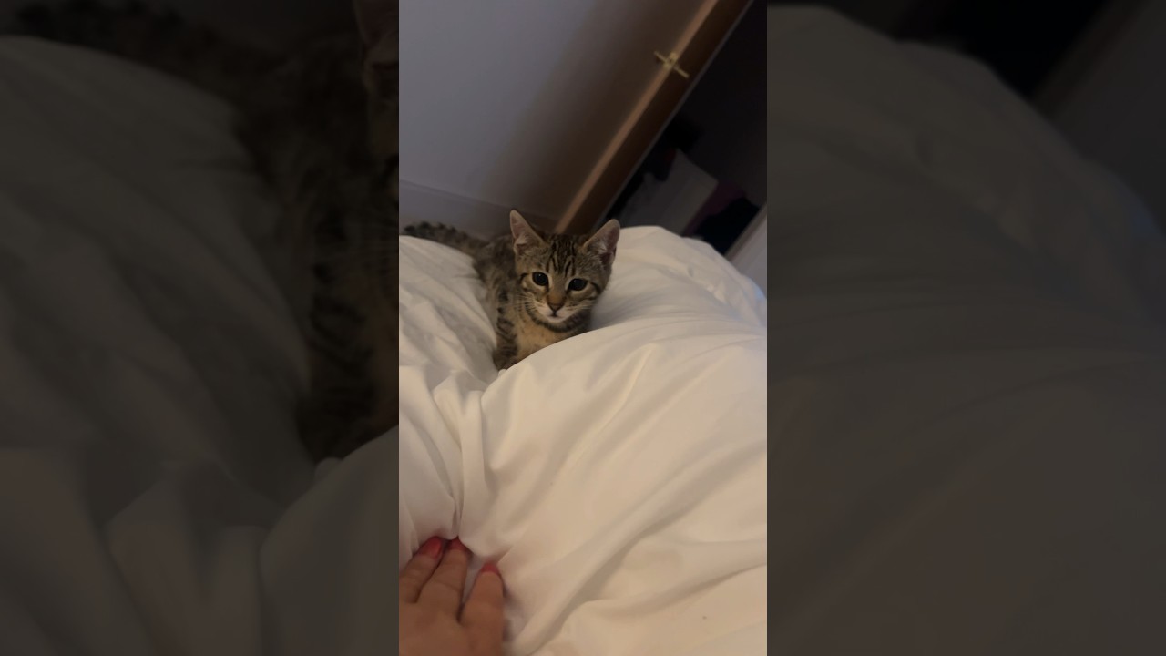 She is mischief #cats #bengal