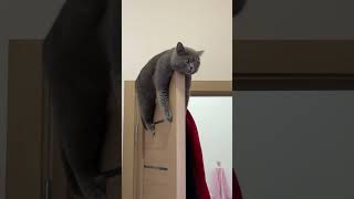 Cat Getting Cozy on Top of a Door While Holding on Tightly