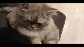 Sleeping On The Edge of My World (Dava a Kitten Diary).