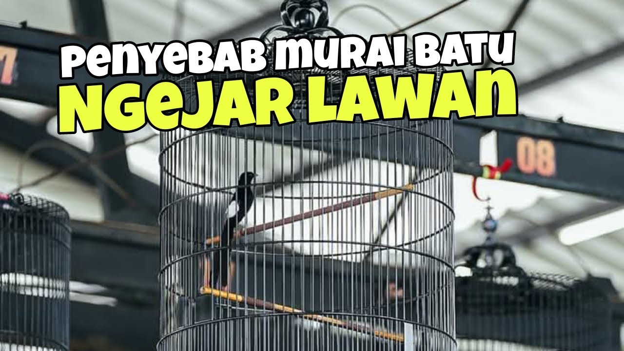 Penyebab murai batu ketika di gantang ngejar lawan