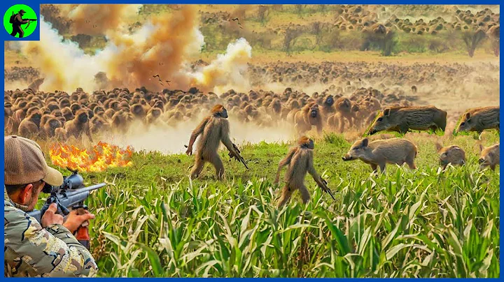 How Do American Hunters Deal With Millions Of Wild Monkeys And Millions Of Wild Animals