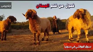 3 فحول من غنم الجملان ثنيان شقر خشانة وارتفاع ماشاء الله كفالة /حلال المربي أبو أنور حمود الجاعد