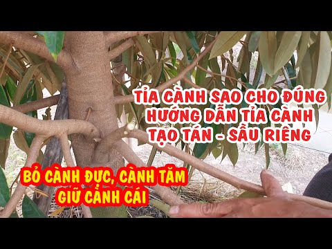 Video HƯỚNG DẪN TỈA CÀNH SẦU RIÊNG | VƯỜN SẦU RIÊNG THÁI Ở... - youtube