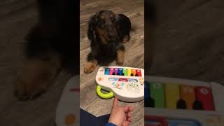 Dog playing piano screenshot 2