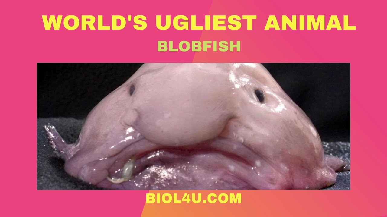 World's Ugliest Animal: Deep sea dwelling Blobfish 