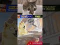 Sneak Peak #cs2 #csgo #cat #foryou #funny #shorts #memes #gameplay