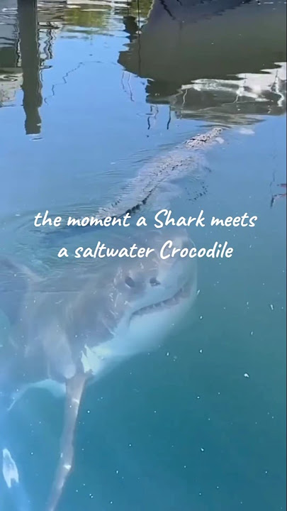 Momen Ikan Hiu bertemu Buaya air asin