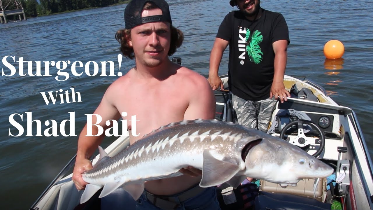 Shad Fishing For Sturgeon Bait, How-To