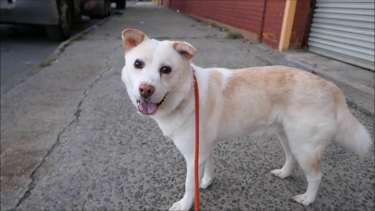 Happ - 9565 - Brooklyn ACC camera iphone 8 plus apk
