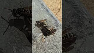 European Paper Wasps attempt to deal with the heat by Western Australian Insect Study Society 3,579 views 1 year ago 1 minute, 4 seconds