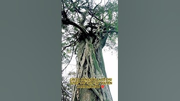 CÂY ĐA RỪNG ĐỘC LẠ TUYỆT THẾ CỔ THỤ TRÊN TÂY NGUYÊN XANH ĐẠI NGÀN