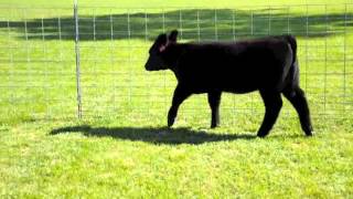 Tag 69 Monopoly Heifer 2