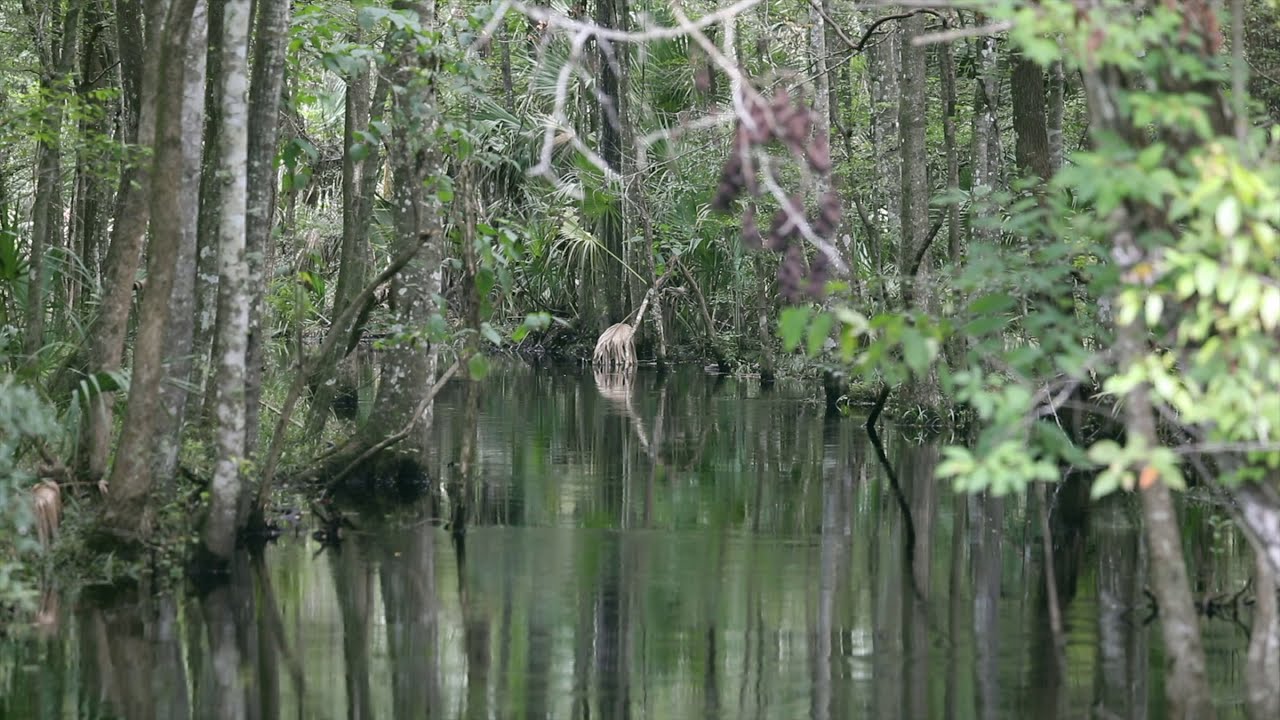 McGee Branch Timberlands - 9,796 acres of income producing timberland