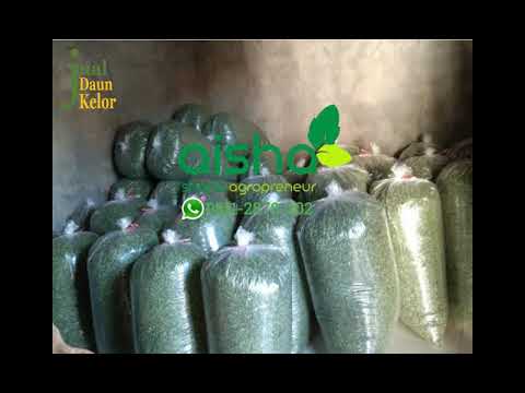 Jual 0811 2878 202, jual beli daun kelor kering, jual bibit daun kelor