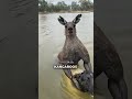 ليش الكنغر معضل الجواب يصدم