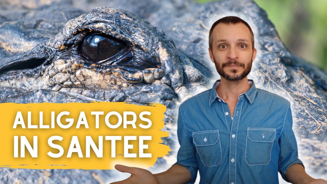 Are There Alligators In Santee Cooper?