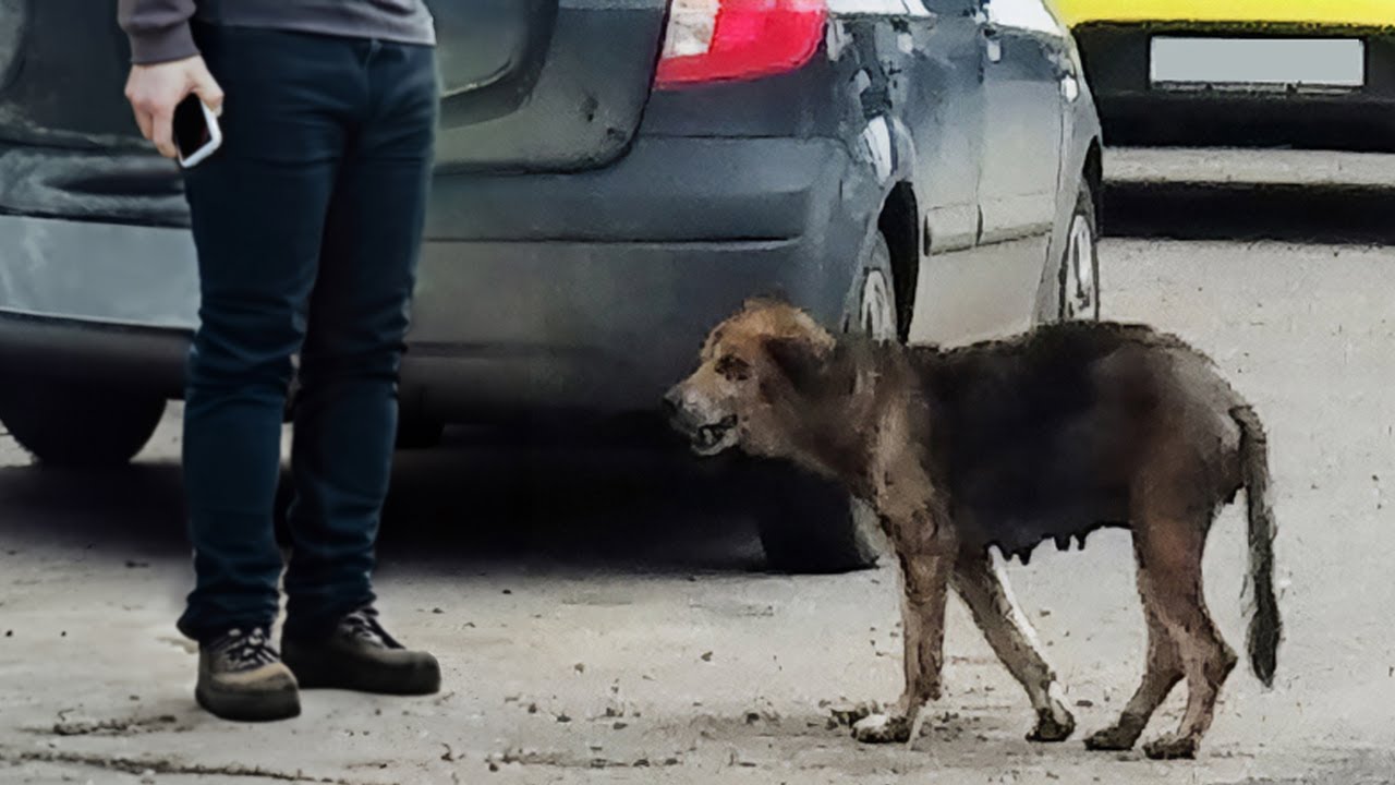 Desperate mother dog cried loudly while looking for puppies with a ...