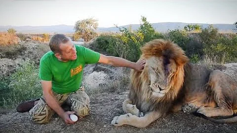 Слабонервным не смотреть или как я  ЛЕЧИЛ ЛЬВА - ВОЖАКА! How I treated the lion-leader!