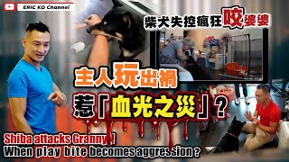 柴犬失控瘋狂咬婆婆主人玩出禍惹《血光之災》? When Play Bite Becomes Aggression
