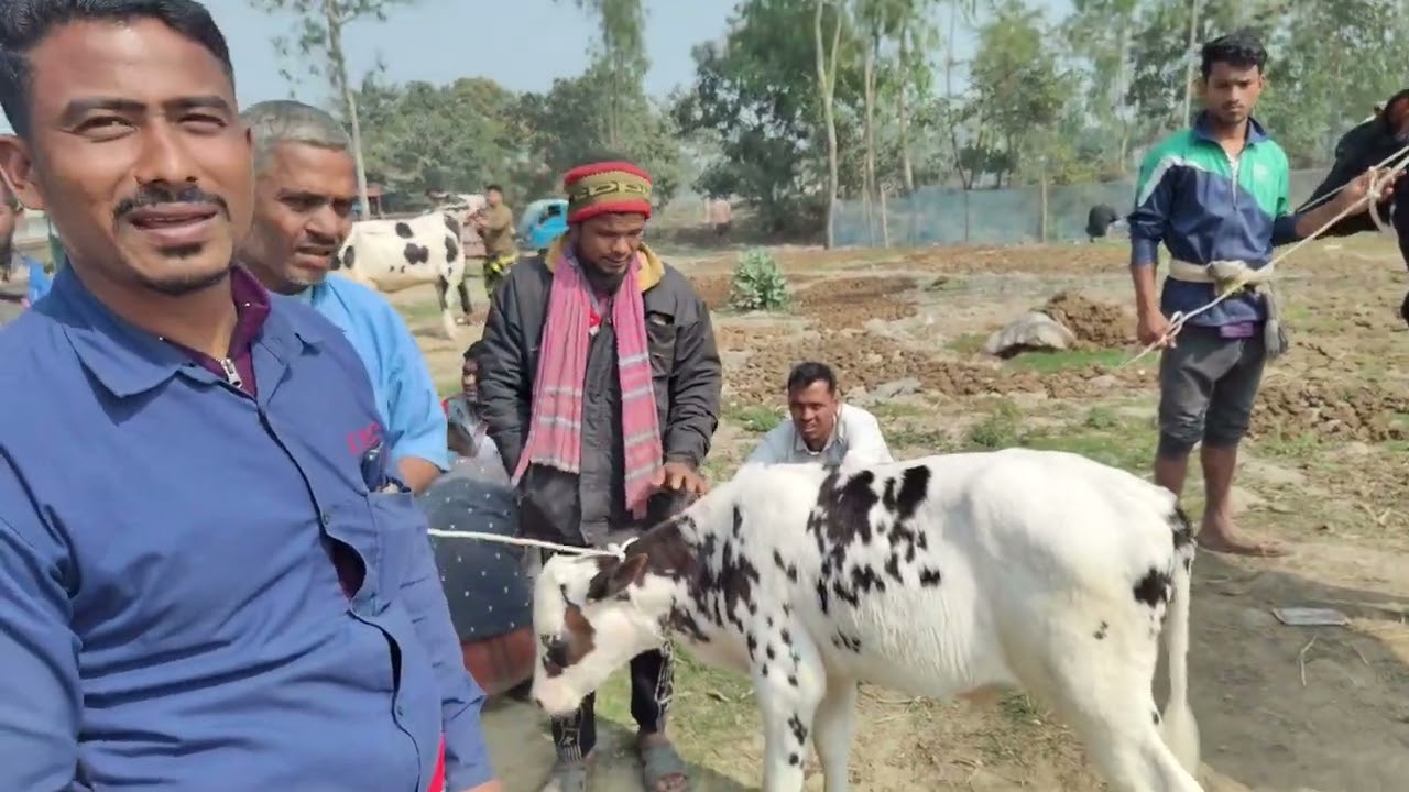   কিছু সেরা ফ্রিজিয়ান গাভীবাছুর  নিয়ে আলোচনা। 
