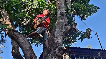 Sawing a super huge, super fruity Mango tree | T613