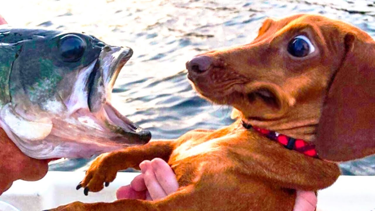 Сырую рыбу собаке. Рыба собака. Самые смешные рыбы. Самые смешные животные и рыбы. Очень смешные фото.
