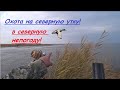 Охота на северную утку, в северную непогоду! (Видеоотчет)