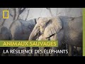 Comment les éléphants résistent-ils à la sécheresse ?