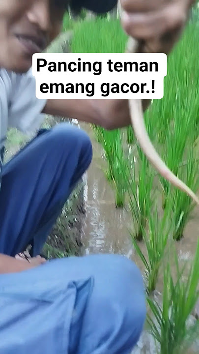 pancing temen lebih gacor..! #mancing