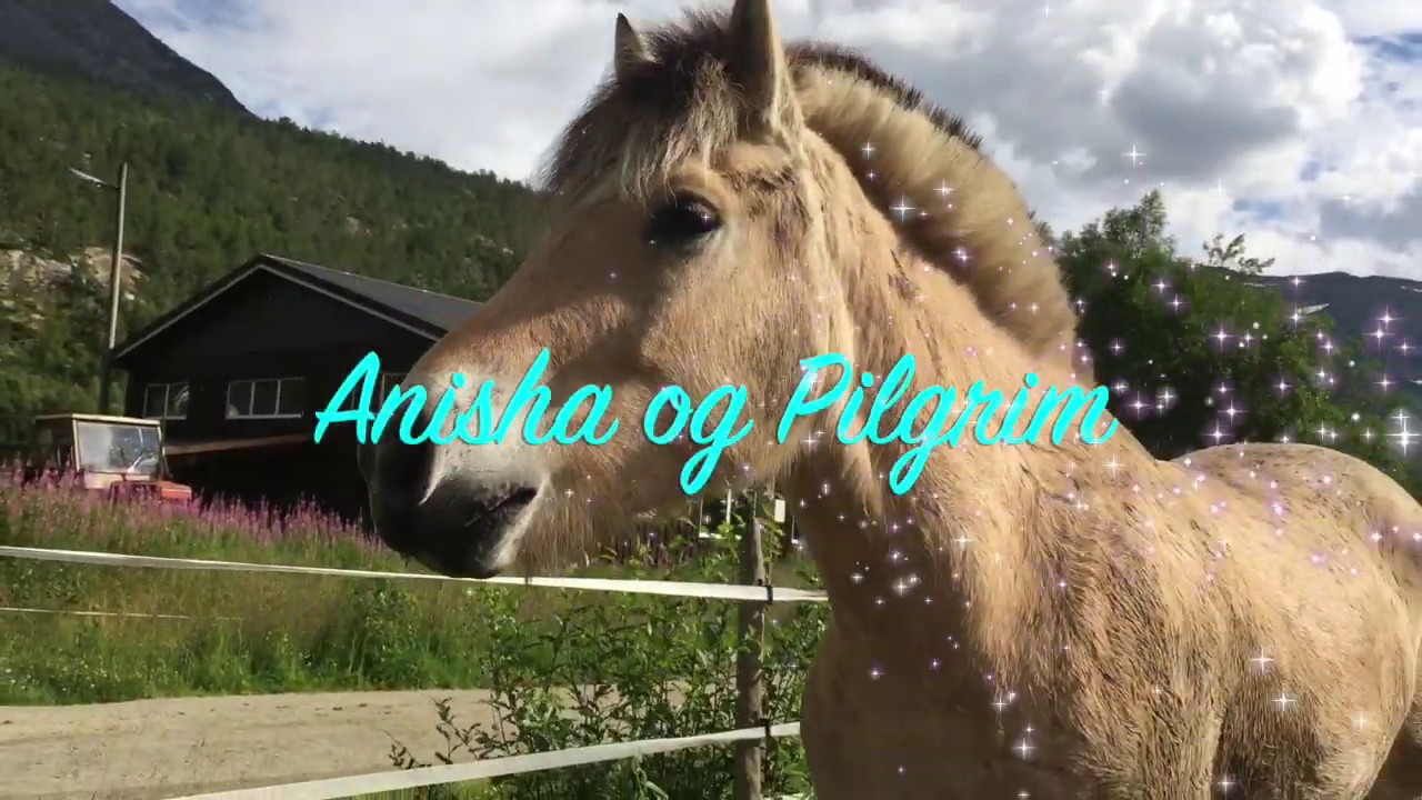 FJORDHEST: Dressurstevne Skjomen LC3 08.09.18 - YouTube