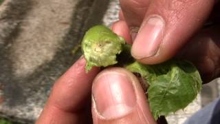 Chestnut Gall Wasp - Dryocosmus kuriphilus - pest quarantine