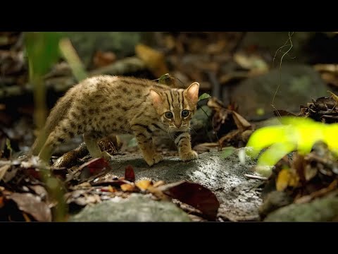 Она совсем одинока! Это самая маленькая дикая кошка в мире.