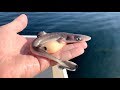 Eating a Venomous Shark!!! EPIC Catch & Cook (Live Bait)