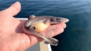 Eating a Venomous Shark!!! EPIC Catch & Cook (Live Bait)