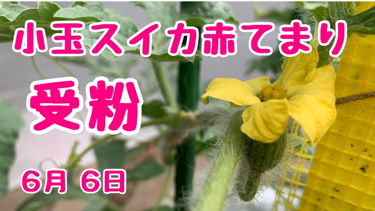 小玉スイカ 赤てまり No 6受粉 鉢でぐるぐる作りベランダでも簡単あんどん仕立て22年6月6日 Youtube