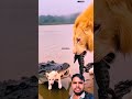 Lion vs Crocodile: An Unbelievable Swap! #animals #shorts