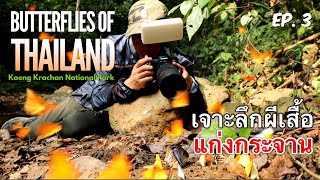 Butterflies of Thailand (Ep.3): เจาะลึกผีเสื้อ อช.แก่งกระจาน Kaeng Krachan National Park