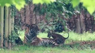 Tiger Cub Plays With Father Fabi
