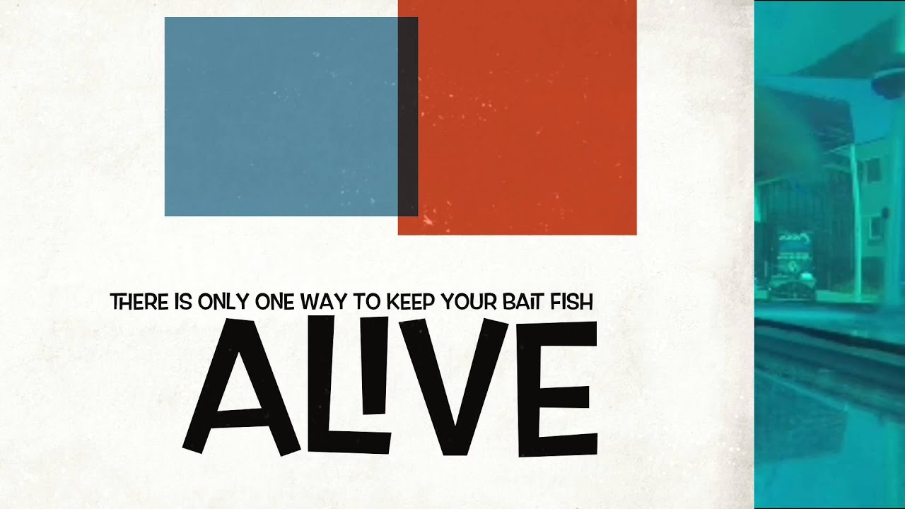 Threading baitfish to create live lures