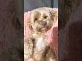 Just Say “WOAHHHHHH” #dog #cute #cat #funny #viral #shorts