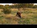Plains Camp Male Lion Sighting King Of Sabi Sands 2 June 2026 