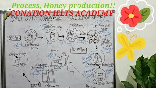 IELTS Task 1 Process explained, Honey production!!