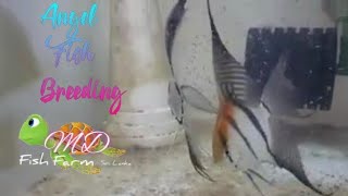 Angel fish breeding .MD fish farm .vlog 49 screenshot 3