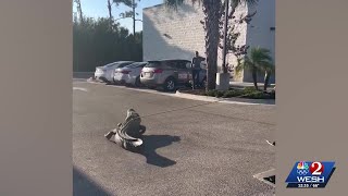 10-foot gator tossed from Florida 7-Eleven store